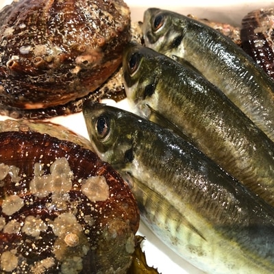 八幡浜発!竹中水産の「アワビ三昧大サイズ」400g(鯛もしくはアジとセット)【F22-214】【配送不可地域：離島・北海道・沖縄県】【1043110】