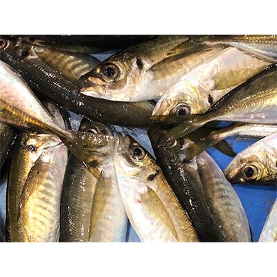 遶ケ荳ュ豌エ逕」縺ョ荳譛ャ驥」繧顔悄魃オ!1.5繧ュ繝ュ蜑榊セ後織22-239縲代宣埼∽ク榊庄蝨ー蝓滂シ夐屬蟲カ繝サ蛹玲オキ驕薙サ豐也ク逵後サ譚ア蛹励サ髢「譚ア繝サ菫。雜翫∝圏髯ク繝サ譚ア豬キ繝サ荵晏キ槭代1073400縲