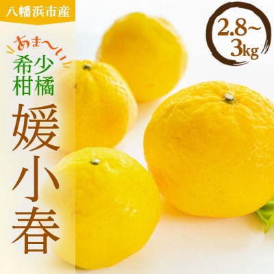 平均糖度13度!愛媛のみで生産の希少品種「媛小春」(2.8kg〜3.0kg)【D56-18】【配送不可地域：離島】【1262001】