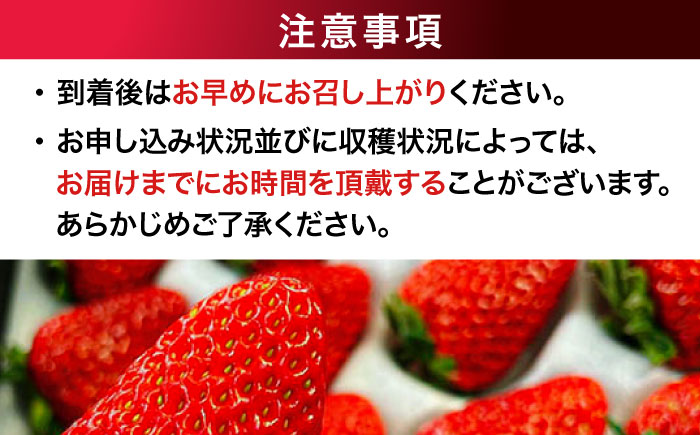 【先行予約】【2025年1月上旬〜から順次発送】自分へのご褒美に！大洲の厳選高級いちご「食べる宝石 紅ほっぺ　24粒×3箱」愛媛県大洲市/有限会社西山青果　フルーツ 果物 苺 いちご イチゴ　大容量 [AGAR003]