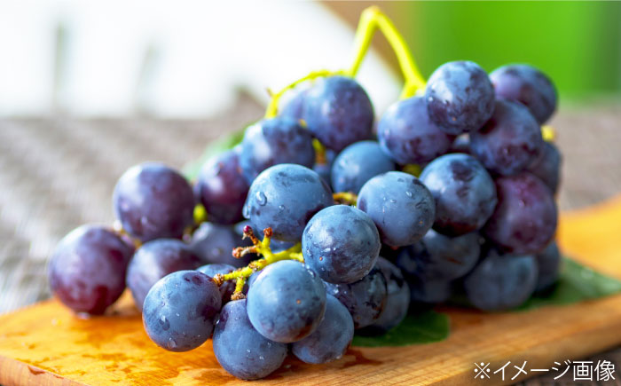 【先行予約】【2026年8月中旬から順次発送】 ニューピオーネ 4から5房 約2kg 愛媛県大洲市/有限会社西山青果　フルーツ 果物 ぶどう ピオーネ [AGAR024]