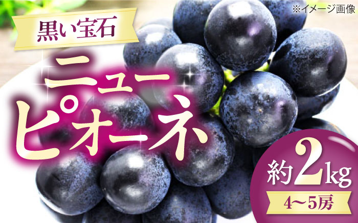 【先行予約】【8月中旬から順次発送】 ニューピオーネ 4から5房 約2kg 愛媛県大洲市/有限会社西山青果　フルーツ 果物 ぶどう ピオーネ [AGAR024]