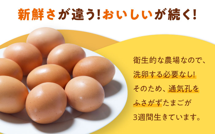 【全3回定期便】平飼い 海草たまご 5パック（50個入り）割れ保証あり 愛媛県大洲市/和田養鶏場 卵 たまご 鶏卵 卵料理 玉子 [AGDQ008]
