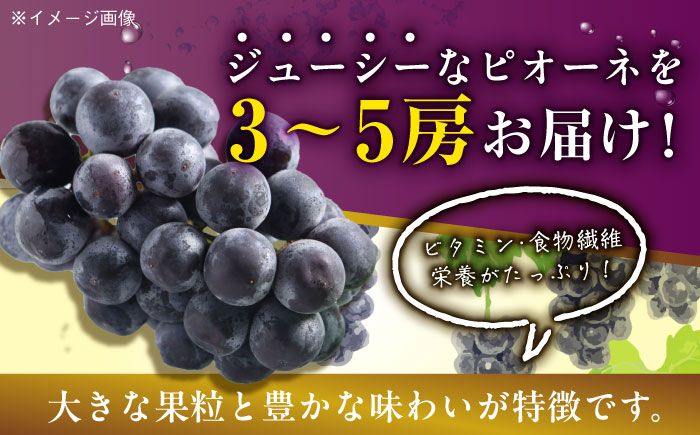 【先行予約】【9月初旬より順次発送】種無しピオーネ2kg（3〜5房）　愛媛県大洲市/沢井青果有限会社 [AGBN014]ぶどう 葡萄 フルーツ 巨峰 タルト 手作りケーキ  ブドウ フルーツサンド 果物 朝ごはん 食欲の秋 かき氷 スイーツ 甘い デザート 料理 ヨーグルト スムージー