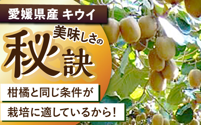 【先行予約】【2025年2月上旬から順次発送】【期間・数量限定】食べ応え抜群！愛媛県産　キウイフルーツ 赤秀4L大玉サイズ （16玉入り） フルーツ キウイ キウイフルーツ デザート 愛媛県大洲市/愛媛たいき農業協同組合[AGAO002]