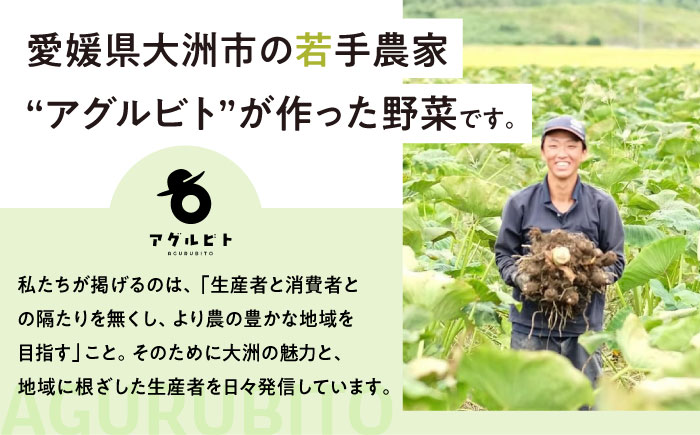 【全6回定期便】生産者の顔が見えるから安心して食べられる！毎回ちがう旬の農産物定期便　愛媛県大洲市/大洲市青年農業者協議会 [AGBL001]サラダ カレー トマト 料理 収穫 ダイエット ヘルシー ブロッコリー きゅうり キャベツ 鍋 健康 とうもろこし 果物 和食 スープ ミニトマト