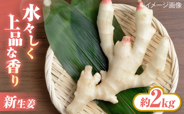 【先行予約】【6月下旬から順次発送】 新生姜 2kg 愛媛県大洲市/株式会社誠実村 [AGER003]