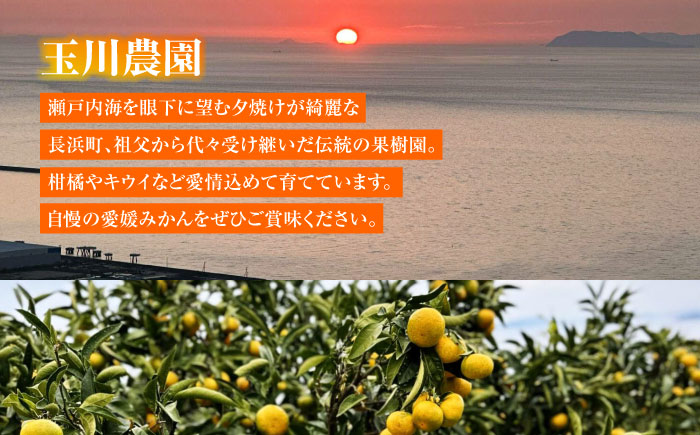 【12月より順次発送】　酸味さわやか愛媛じるし! 温州みかん 5kg （2Sから2L混合サイズ） みかん 愛媛 みかん 果物 くだもの フルーツ 愛媛県大洲市/玉川農園 [AGBC005]