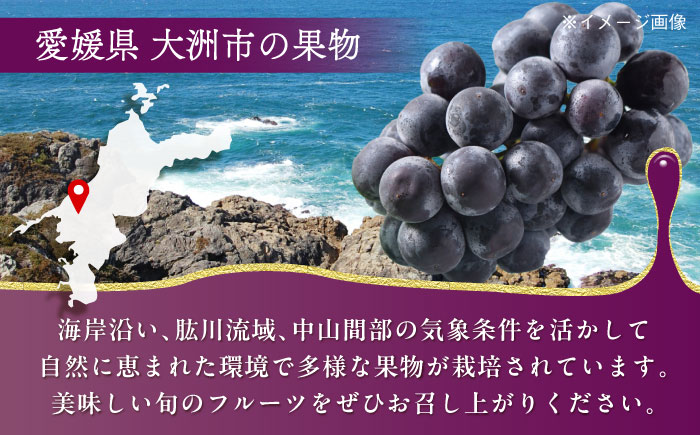 【先行予約】【9月初旬より順次発送】種無しピオーネ2kg（3〜5房）　愛媛県大洲市/沢井青果有限会社 [AGBN014]ぶどう 葡萄 フルーツ 巨峰 タルト 手作りケーキ  ブドウ フルーツサンド 果物 朝ごはん 食欲の秋 かき氷 スイーツ 甘い デザート 料理 ヨーグルト スムージー