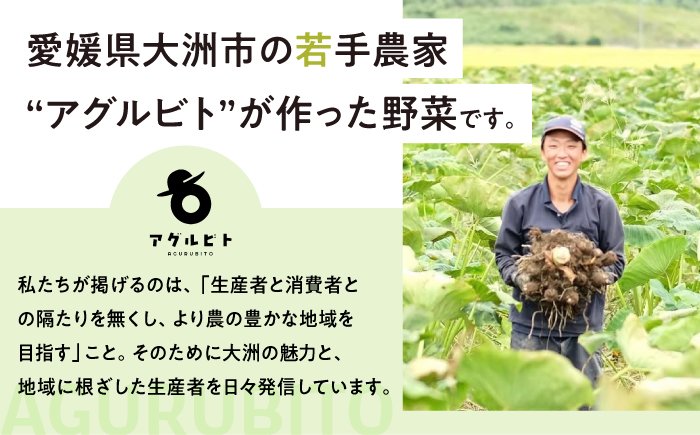 【全6回定期便】生産者の顔が見えるから安心して食べられる！毎回ちがう旬の農産物定期便　愛媛県大洲市/大洲市青年農業者協議会 [AGBL001]サラダ カレー 料理 収穫 ダイエット ヘルシー ブロッコリー きゅうり キャベツ 鍋 健康 とうもろこし 果物 和食 スープ