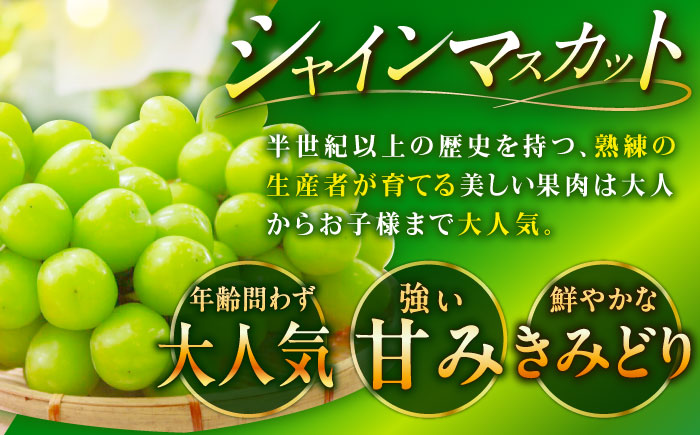 【全2回定期便】【数量限定】シャインマスカット＆紅まどんな 愛媛が誇るフルーツ2種の贅沢定期便 マスカット ぶどう まどんな みかん 果物 愛媛県大洲市/愛媛たいき農業協同組合[AGAO015]