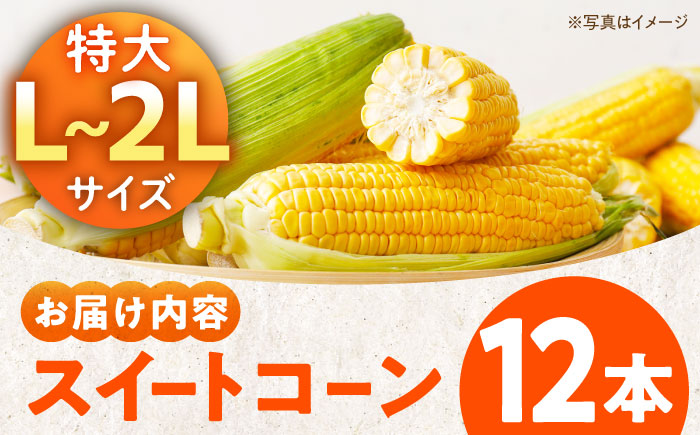 【先行予約】【2026年6月上旬より順次発送】あま〜いスイートコーン（L〜2Lサイズ）12本入り　愛媛県大洲市/沢井青果有限会社 [AGBN007]コーン とうもろこし トウモロコシ とうきび チーズ 味噌ラーメン パスタ バター 子供 とうもろこしご飯 料理 新鮮 野菜 産地直送