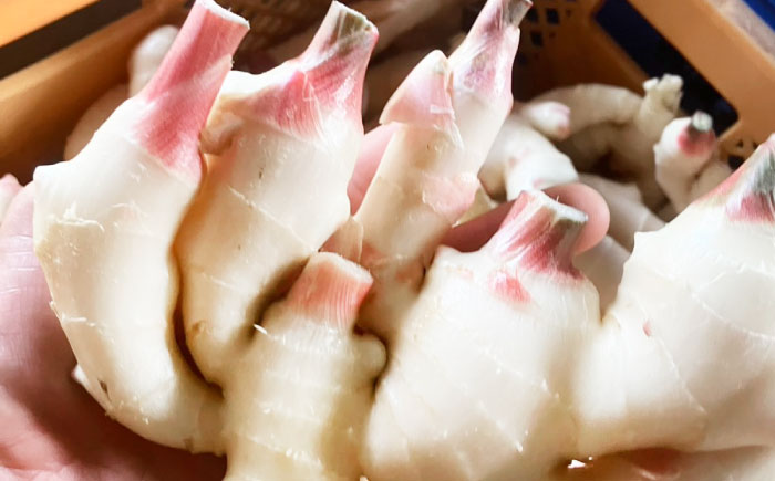 【先行予約】【2026年6月下旬から順次発送】 新生姜 2kg 愛媛県大洲市/株式会社誠実村 [AGER003]