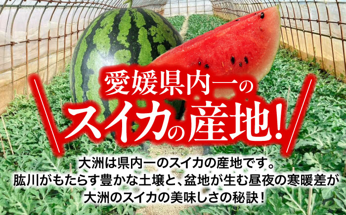 【先行予約】【6月上旬から順次発送】 祭りばやしスイカ 2玉入り（7kg〜10kg/玉） 愛媛県大洲市/にのみや農園 すいか スイカ 西瓜 フルーツ 果物 くだもの [AGDG006]