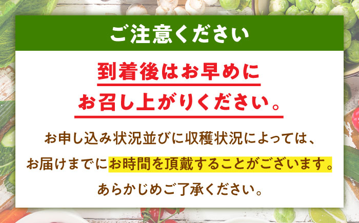 エコラブ白菜 約10kg（1箱）　愛媛県大洲市/沢井青果有限会社　白菜 野菜 生野菜 鍋もの野菜 サラダ野菜 [AGBN049]