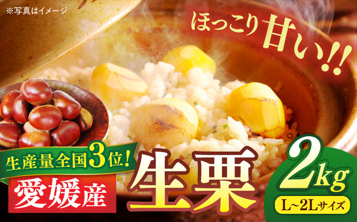 【9月下旬より順次発送】秋深まる味覚の宝！生栗2kg（L〜2Lサイズ）　愛媛県大洲市/沢井青果有限会社 [AGBN043]お菓子 おやつ お土産 手作り 焼き菓子 和菓子 駄菓子 手作りおやつ スナック お茶菓子 お茶請け 和風スイーツ デザート ティータイム 和食 