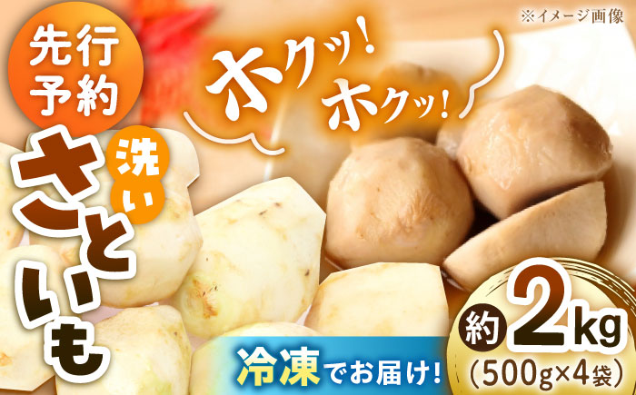 【冷凍】【先行予約】【9月上旬より順次発送】小分けがうれしい！洗い里芋500g×4袋　愛媛県大洲市/沢井青果有限会社 [AGBN039]里芋 和食 朝ごはん 里芋の煮っころがし 里芋の煮物 里芋コロッケ 味噌汁 畑 野菜 新鮮