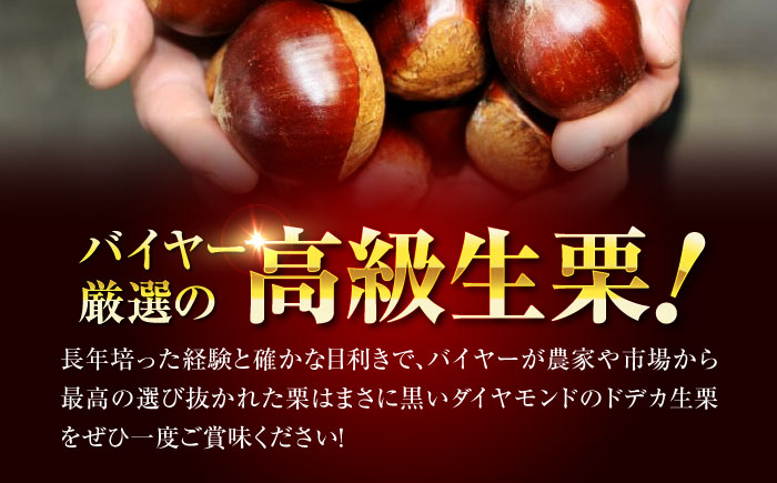 【先行予約】【9月下旬から配送開始】大粒でホクホク！ドデカ生栗 3kg（約75個〜90個）　愛媛県大洲市/有限会社西山青果　フルーツ 果物 野菜 クリ くり [AGAR006]