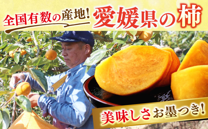 【先行予約】【11月上旬から順次発送】【期間・数量限定】愛媛県産 富有（ふゆう）柿 2Lサイズ 約3kg化粧箱入（12玉入り） かき カキ 柿 果物 フルーツ 愛媛県大洲市/愛媛たいき農業協同組合[AGAO011]