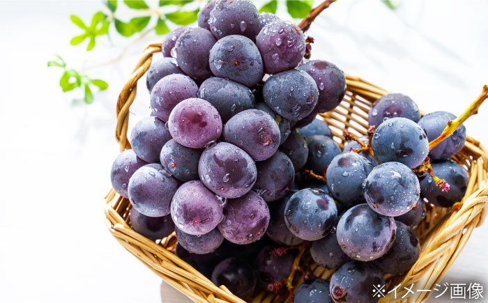 【先行予約】【2026年8月中旬から順次発送】 ぶどう 4から5房 約2kg 詰め合わせ セット 愛媛県大洲市/有限会社西山青果　フルーツ 果物 ぶどう ピオーネ [AGAR023]