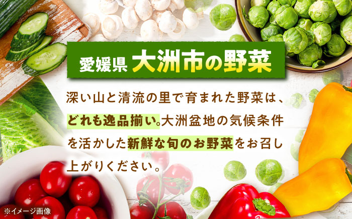 エコラブ白菜 約10kg（1箱）　愛媛県大洲市/沢井青果有限会社　白菜 野菜 生野菜 鍋もの野菜 サラダ野菜 [AGBN049]