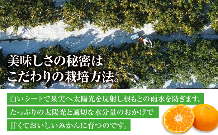 【先行予約】【10月上旬より順次配送】 酸味さわやか愛媛じるし! 温州みかん 2.5kg （2Sから2L混合サイズ） みかん 愛媛 みかん ジュース 果物 くだもの フルーツ 愛媛県大洲市/玉川農園 [AGBC004]