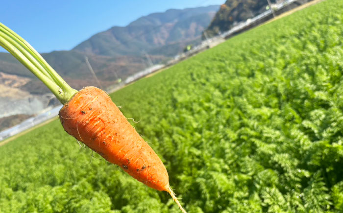 【先行予約】【2026年5月上旬から順次発送】訳アリ にんじん 10kg 愛媛県大洲市/株式会社誠実村 [AGER001]