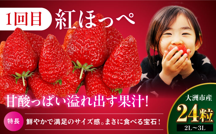 いちご・甘平 春を呼ぶ♪定期便【先行予約】【全2回定期便】 いちご(紅ほっぺ)24粒・甘平2.5kg(Lから4Lサイズ混合) | 先行予約 フルーツ定期便 果物定期便 みかん ミカン かんぺい 甘平 いちご 苺 果物 くだもの フルーツ 愛媛県産 大洲市産 産地直送 おすすめ 人気 お取り寄せ 送料無料 愛媛県大洲市/有限会社西山青果 [AGAR020]