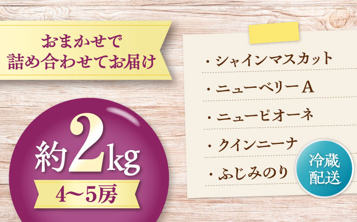 【先行予約】【2026年8月中旬から順次発送】 ぶどう 4から5房 約2kg 詰め合わせ セット 愛媛県大洲市/有限会社西山青果　フルーツ 果物 ぶどう ピオーネ [AGAR023]