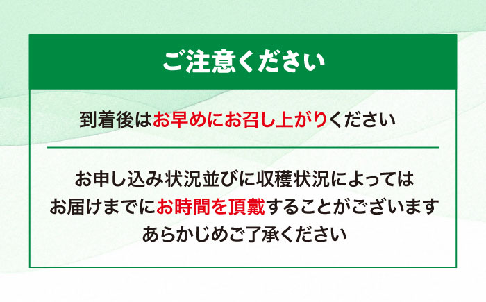 【先行予約】【2026年6月中旬から順次発送】　メロン タカミ 2から3玉 愛媛県大洲市/梶原農園 メロン [AGCX004]