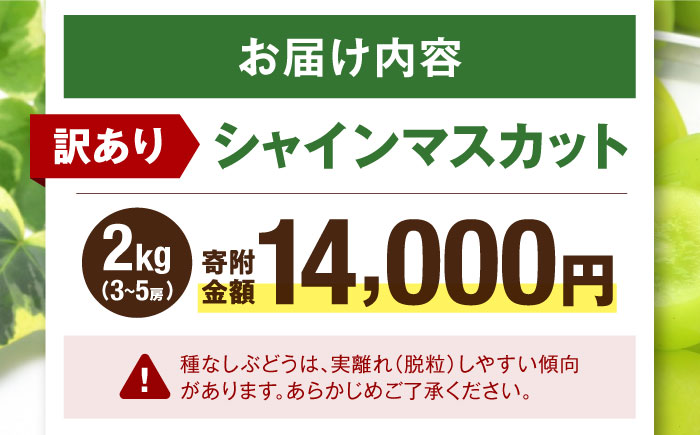 【先行予約】【2026年9月中旬より順次発送】 訳あり シャインマスカット 約2kg（3～5房）シャインマスカット ブドウ 葡萄 果物 フルーツ 愛媛県大洲市/沢井青果有限会社 訳アリ ワケあり わけあり 不揃い [AGBN056]