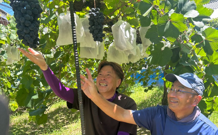 【先行予約】【8月中旬から順次発送】大洲市産　ニューベリーA　4-5房入　2.0kg 愛媛県大洲市/株式会社フジ・アグリフーズ [AGBA024]