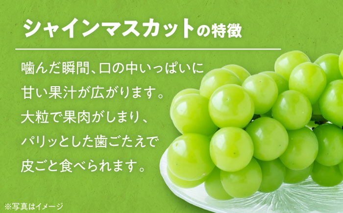 【先行予約】【9月初旬より順次発送】ジュワッと果汁が溢れ出る、家族みんなが笑顔になる。ご家庭用シャインマスカット約2kg（3〜5房）　愛媛県大洲市/沢井青果有限会社 [AGBN006]ぶどう 葡萄 フルーツ 巨峰 タルト 手作りケーキ 果物 スイーツ 甘い デザート 料理 ヨーグルト スムージー