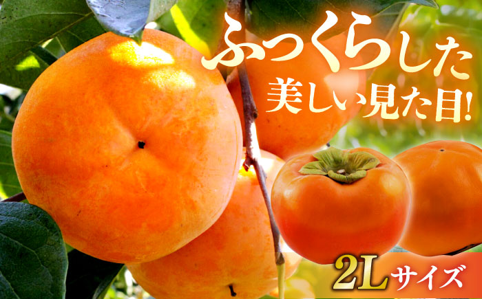 【先行予約】【11月上旬から順次発送】【期間・数量限定】愛媛県産 富有（ふゆう）柿 2Lサイズ 約3kg化粧箱入（12玉入り） かき カキ 柿 果物 フルーツ 愛媛県大洲市/愛媛たいき農業協同組合[AGAO011]