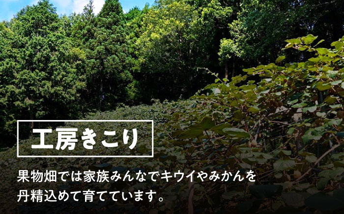 【先行予約】【11月中旬から順次発送】【訳あり】自然の恵みをまるごと享受！キウイフルーツ3kg（25から30玉）愛媛県大洲市/工房きこり キウイ グリーンキウイ ヘイワード きうい フルーツ 果物 [AGCV006]