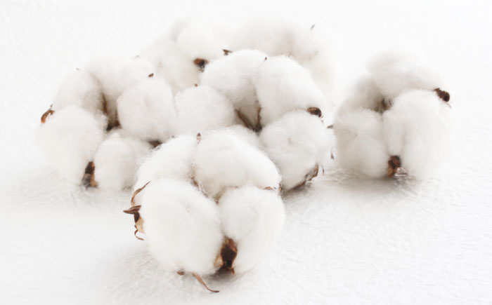 うるふかコットン 100枚入×6個（600枚） 愛媛県大洲市/三和製作所 [AGEH001]