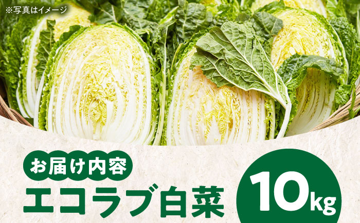 エコラブ白菜 約10kg（1箱）　愛媛県大洲市/沢井青果有限会社　白菜 野菜 生野菜 鍋もの野菜 サラダ野菜 [AGBN049]