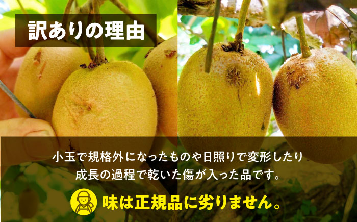 【先行予約】【10月下旬から順次発送】【訳あり】栄養価抜群！黄色に輝くゴールドキウイ2kg（20玉前後）　愛媛県大洲市/工房きこり キウイ ゴールドキウイ ゴールデン イエローキウイ イエロークィーン [AGCV004]