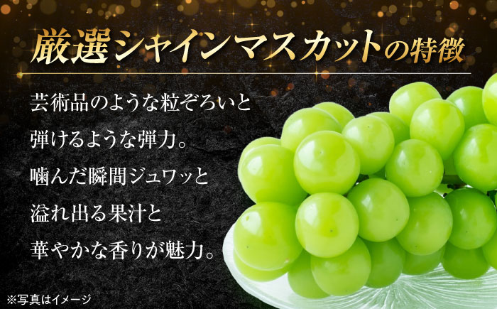 【9月上旬より順次発送】【贈答用】大切な方へ、「ありがとう」を伝えるワンランク上の贈り物！ 厳選 贈答用シャインマスカット約2kg（3〜5房）ぶどう ブドウ 葡萄 果物 フルーツ　愛媛県大洲市/沢井青果有限会社［AGBN044］