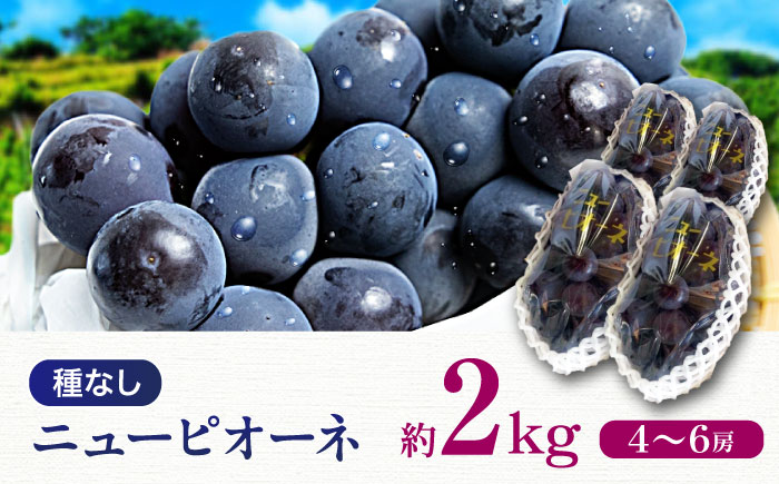 【先行予約】【2025年8月中旬から順次発送】ニューピオーネ 2kg（4から6房）愛媛県大洲市/有限会社ふじブドウ園 果物 くだもの フルーツ 葡萄 ぶどう ピオーネ [AGDB001]