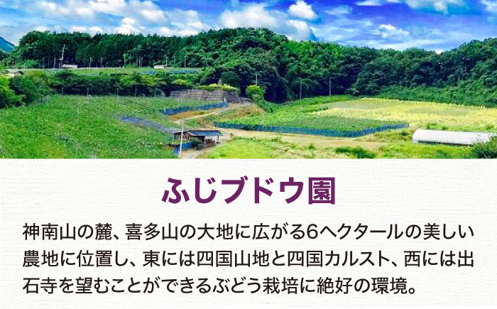 【先行予約】【2025年8月中旬から順次発送】ニューピオーネ 2kg（4から6房）愛媛県大洲市/有限会社ふじブドウ園 果物 くだもの フルーツ 葡萄 ぶどう ピオーネ [AGDB001]