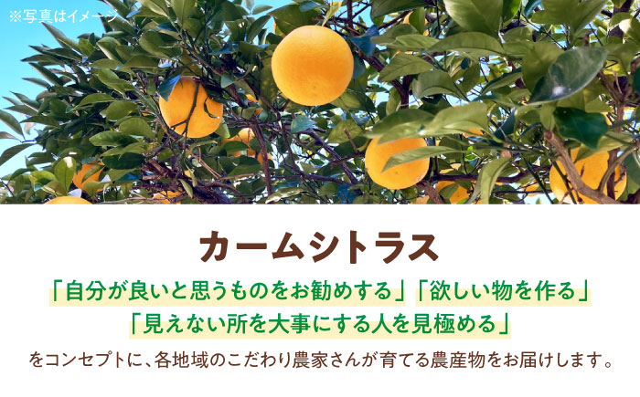  【先行予約】【2026年5月下旬から順次発送】柑橘ジュース（ みかん ・ はるか ・ ポンカン ・ 伊予柑 各720ml ）5本セット【みきゃん ラベル】 みかんジュース 100% 柑橘 みかん ジュース 愛媛県大洲市/有限会社カーム/カームシトラス[AGBW005] 