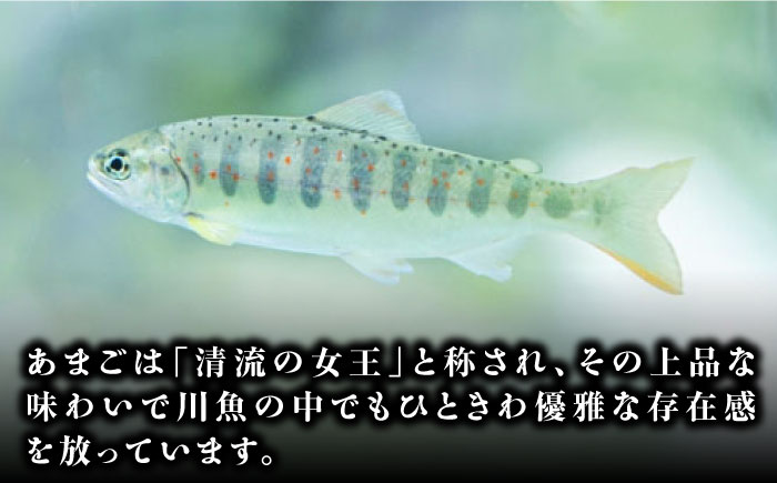 これぞ贅沢！美味しさをまるごと閉じ込めた「あまごの甘露煮」８尾　愛媛県大洲市/大洲市物産協会 [AGBM037]あまご 渓流釣り アマゴ フライフィッシング ルアーフィッシング 岩魚 イワナ やまめ ヤマメ ニジマス あめご いわな 自然 甘露煮 和食 おやつ 料理 煮物 おかず 惣菜