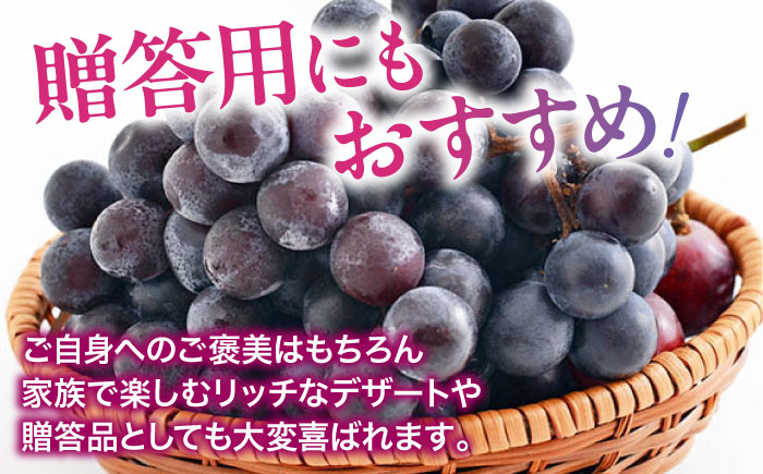 【先行予約】【2025年8月中旬から順次発送】ニューピオーネ 2kg（4から6房）愛媛県大洲市/有限会社ふじブドウ園 果物 くだもの フルーツ 葡萄 ぶどう ピオーネ [AGDB001]