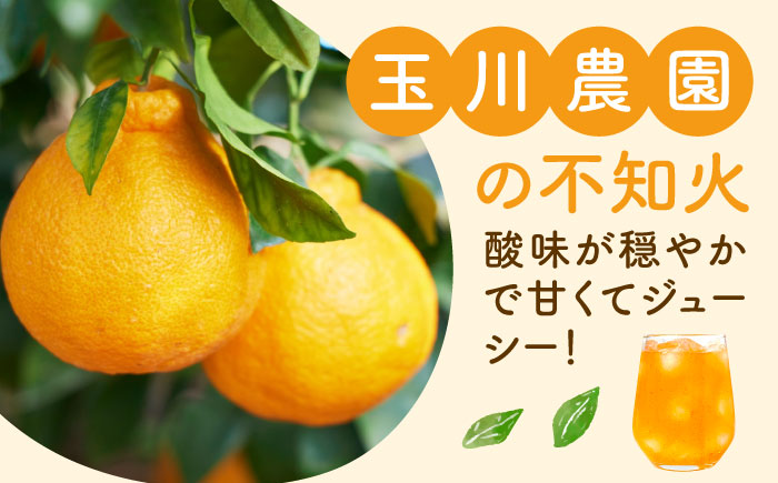 果実そのままの味わい！不知火100％ジュース 720ml×4本　愛媛県大洲市/玉川農園 [AGBC001]みかん オレンジ フルーツ ミカン 果物 かき氷 みかんジュース 愛媛みかん こたつ みきゃん スムージー デザート おやつ ヨーグルト 調味料 ドレッシング 隠し味 料理