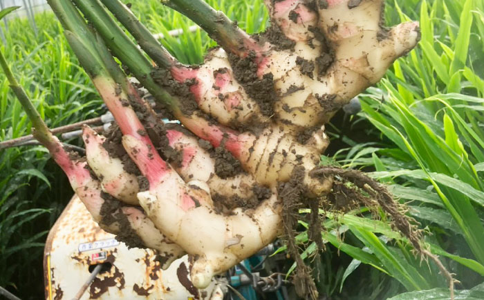 【先行予約】【2026年6月下旬から順次発送】 新生姜 2kg 愛媛県大洲市/株式会社誠実村 [AGER003]