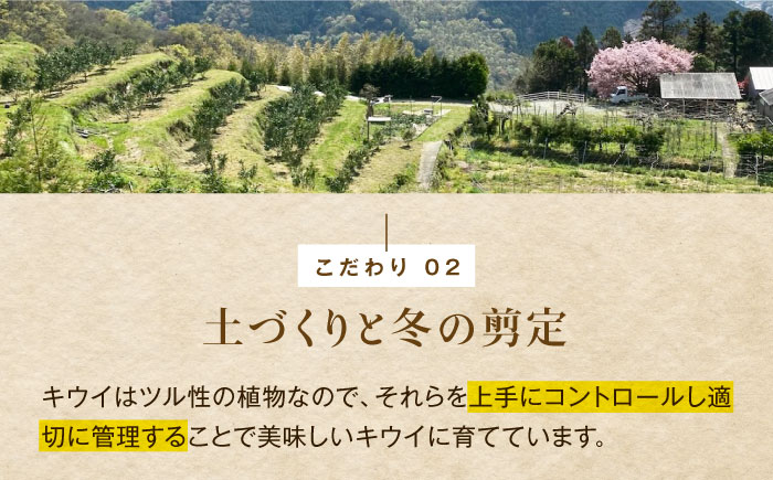 【先行予約】【11月上旬から順次発送】キウイフルーツ ヘイワード 大玉(3L〜4L玉) 約150g×16個 フルーツキャップ付き 愛媛県大洲市/西村農園 キウイ 果物 くだもの フルーツ 生産量日本一 [AGDC003]