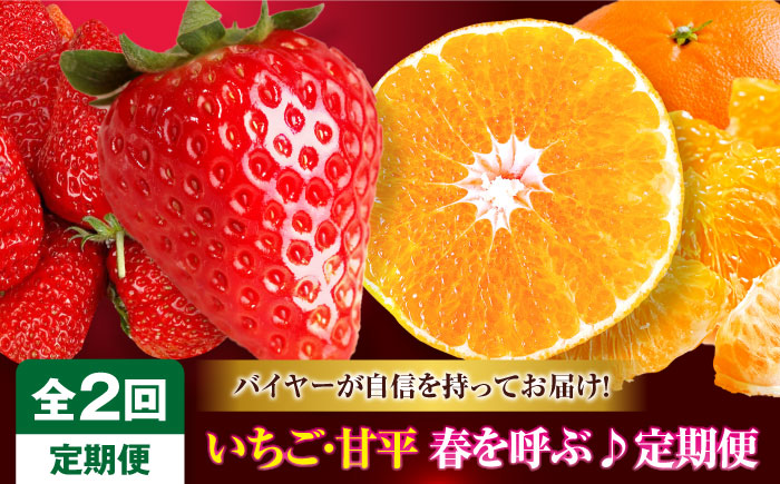 いちご・甘平 春を呼ぶ♪定期便【先行予約】【全2回定期便】 いちご(紅ほっぺ)24粒・甘平2.5kg(Lから4Lサイズ混合) | 先行予約 フルーツ定期便 果物定期便 みかん ミカン かんぺい 甘平 いちご 苺 果物 くだもの フルーツ 愛媛県産 大洲市産 産地直送 おすすめ 人気 お取り寄せ 送料無料 愛媛県大洲市/有限会社西山青果 [AGAR020]