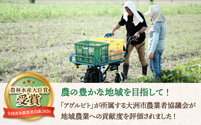 【全6回定期便】生産者の顔が見えるから安心して食べられる！毎回ちがう旬の農産物定期便　愛媛県大洲市/大洲市青年農業者協議会 [AGBL001]サラダ カレー トマト 料理 収穫 ダイエット ヘルシー ブロッコリー きゅうり キャベツ 鍋 健康 とうもろこし 果物 和食 スープ ミニトマト