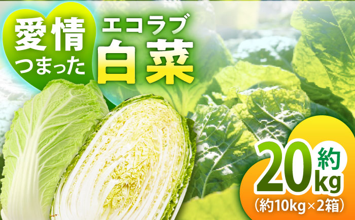 [先行予約][11月中旬より順次発送]愛情つまった エコラブ白菜 約20kg(約10kg×2箱) 愛媛県大洲市/沢井青果有限会社 [AGBN040]白菜 ミルフィーユ鍋 野菜 スープ 夕飯 漬物 簡単レシピ キムチ 冬野菜 味噌汁 料理 ぎょうざ ラーメン はくさい 白菜漬け おかず